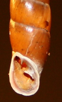 Clausiliidae da posatura Isonzo